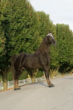 a black horse standing on the side of a road next to some trees and bushes