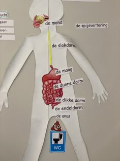 a diagram of the human body with labels on it and pictures about its functions in each section