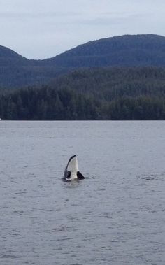 a whale is swimming in the water with mountains in the backgrounnds