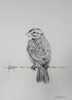 a drawing of a bird sitting on a wire