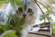 a grey and white cat standing on top of a leaf covered tree branch next to green leaves