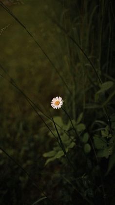 a single white flower sitting in the middle of some tall grass and weeds at night