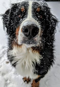 a black and white dog standing in the snow