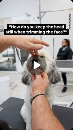 a dog being groomed by a person with a caption that reads, how do you keep the head still when trimming the face?