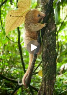 a small animal climbing up the side of a tree