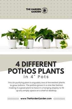 four different pothos plants in 4 pots with the text,'4 different pothos plants