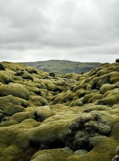 green moss growing on the ground with hills in the backgrouds behind it