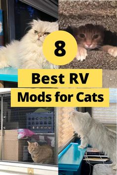 the 8 best rv mods for cats