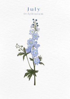 a blue flower on a white background with the words july written below it