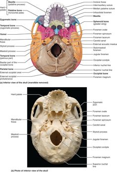 an image of the human skull and its external structures, including the cranings