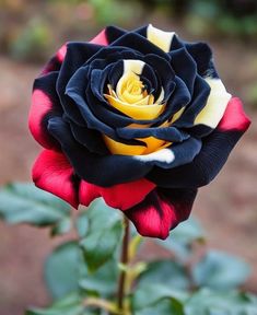 a black and red rose with green leaves