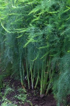 a group of trees that are next to each other in the dirt and some grass