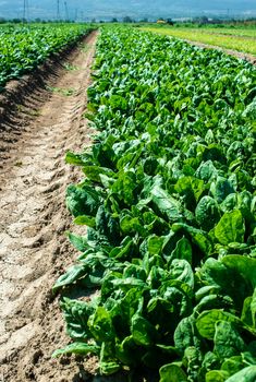 rows of green leafy plants in an open field