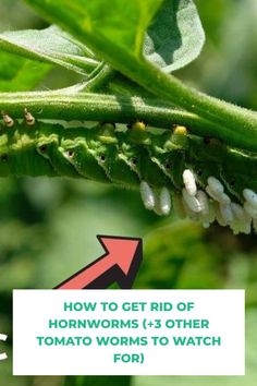 how to get rid of hormworms 1 - 3 other tomato worms to watch for