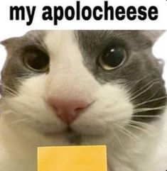 a cat is holding up a piece of yellow paper with the caption, my apolochese