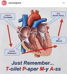 a diagram of the human heart with arrows pointing to it's two main parts