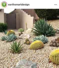 an image of a garden with cacti and rocks