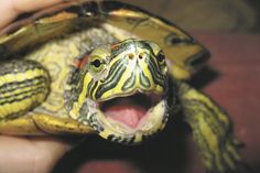 a close up of a person's hand holding a small turtle with its mouth open