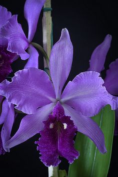 purple flowers with green stems in front of a black background