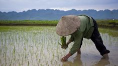 a person in a rice field with mountains in the background and water