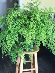 a green plant sitting on top of a wooden stool