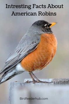 an orange and gray bird sitting on top of a wooden post with the words interesting fact about american robinns