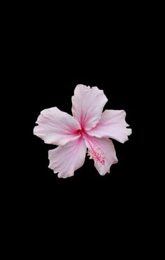 a pink flower is in the air on a black background