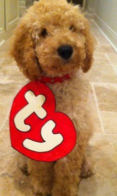 a brown dog with a red and white heart shaped tag on it's neck