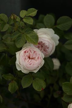 some white and pink flowers with green leaves