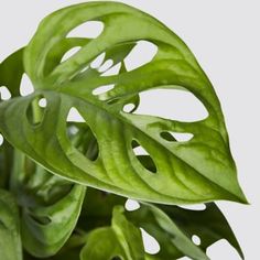 a close up of a green leaf on a plant