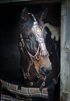 a brown horse wearing a bridle in a stable