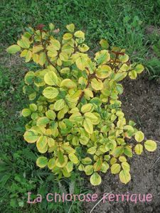 a small bush with yellow leaves in the grass