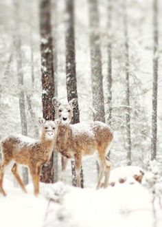 two deer standing next to each other in front of snow covered trees with text that reads, 19 magic photos of share