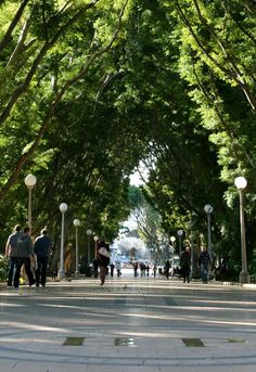 many people are walking down the street under trees and lamps on either side of the walkway