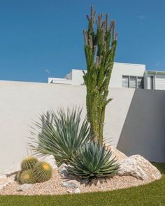 there is a large cactus in the middle of this garden with rocks and gravel around it