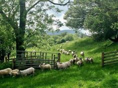 a herd of sheep standing on top of a lush green field next to a wooden fence