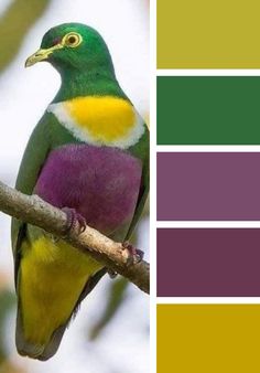 a bird sitting on top of a tree branch next to a color swatch with different colors