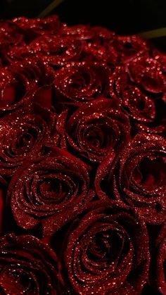 many red roses that are in the dark