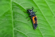 an orange and black insect sitting on top of a green leaf