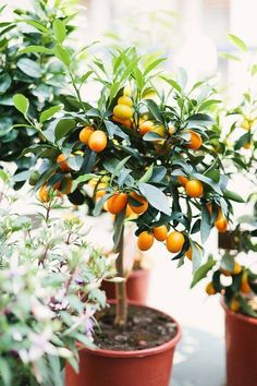 small orange trees in pots with leaves and flowers