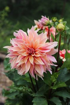 a large pink flower sitting on top of a lush green field