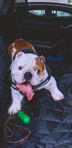 a brown and white dog laying in the back of a car with its tongue hanging out