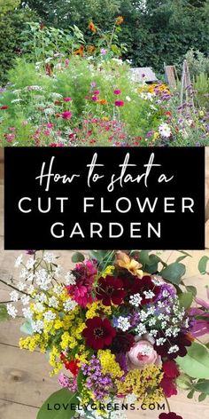 flowers in a garden with text overlay how to start a cut flower garden