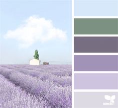 a lavender field with a house in the distance