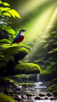 a bird sitting on top of moss covered rocks in the forest with sunlight streaming through