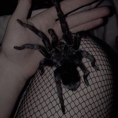 a person wearing fishnet stockings with a large spider crawling on their arm and hand