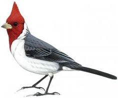 a red and white bird is standing on the ground