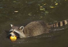 a raccoon is swimming in the water with a red object in it's mouth