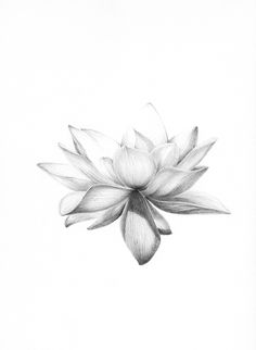 a black and white drawing of a flower