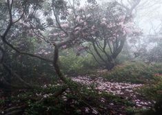 the woods are covered with pink flowers and trees in the foggy weather on a rainy day